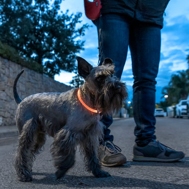 LED nyakörv háziállatoknak