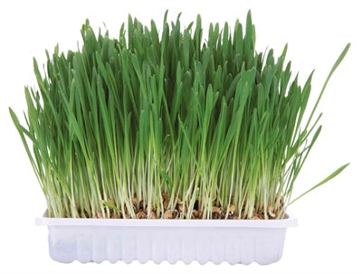 Trixie rodent grass-0