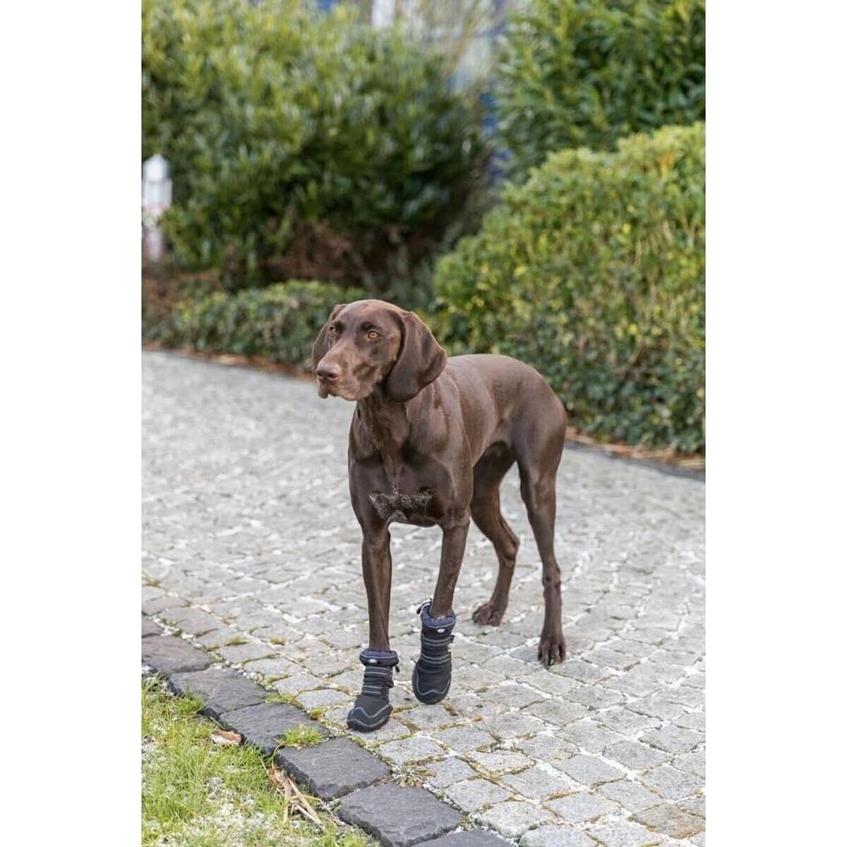 Dog shoes Trixie 19410 Black