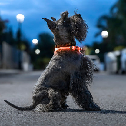 LED nyakörv háziállatoknak