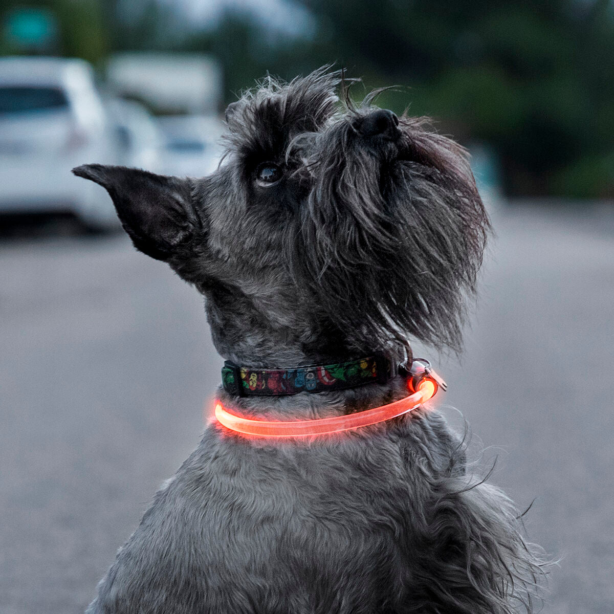 LED nyakörv háziállatoknak