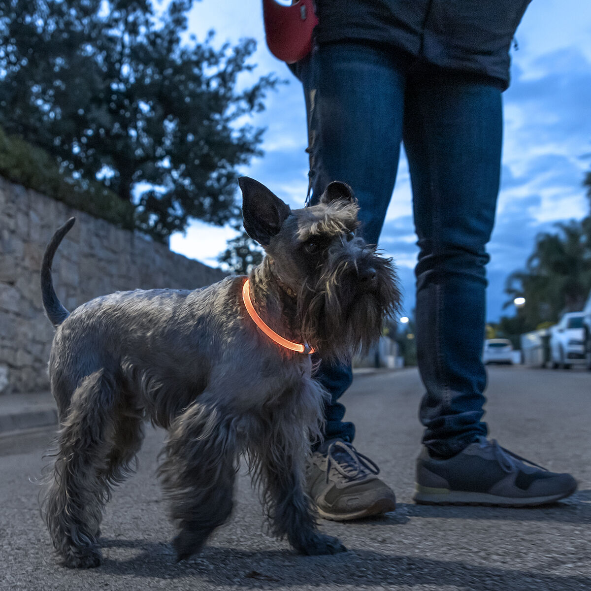LED nyakörv háziállatoknak